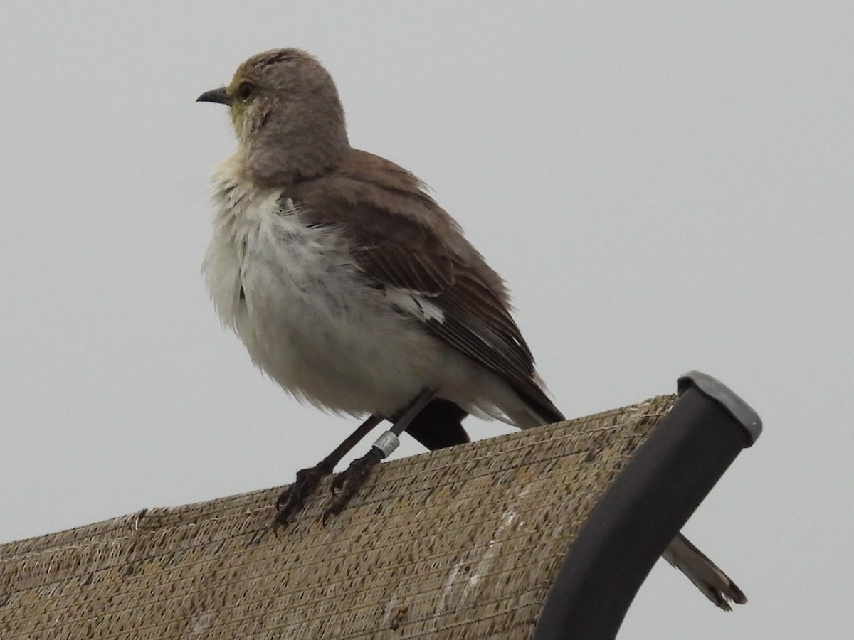 Northern Mockingbird - ML620249157