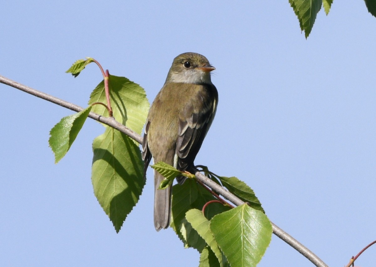 Alder Flycatcher - ML620249159