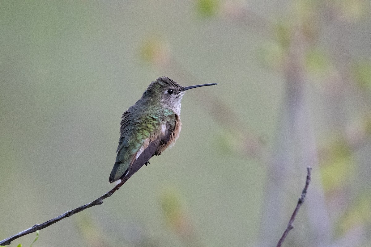Broad-tailed Hummingbird - ML620249162
