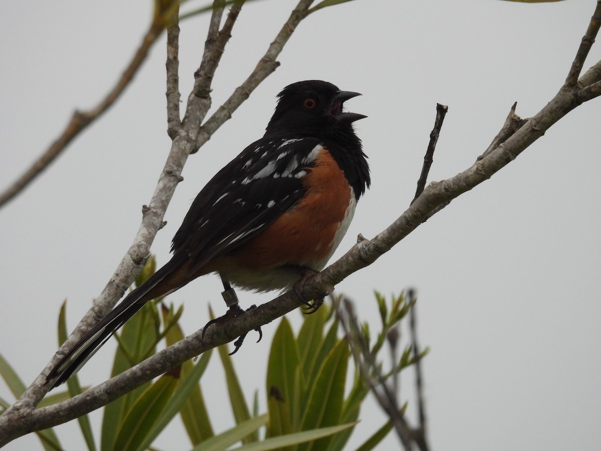 Spotted Towhee - ML620249170