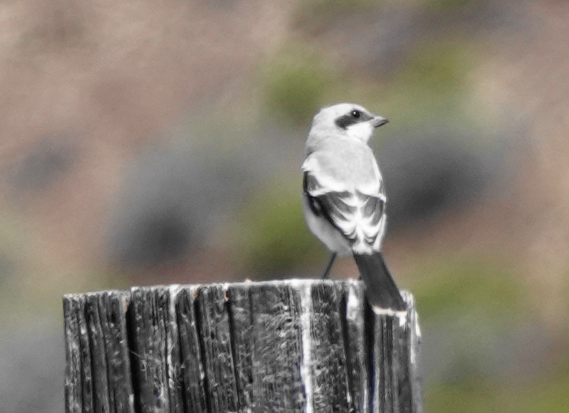 Loggerhead Shrike - ML620249171