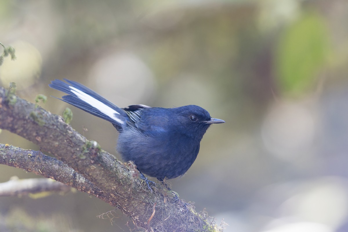 White-tailed Robin - ML620249174