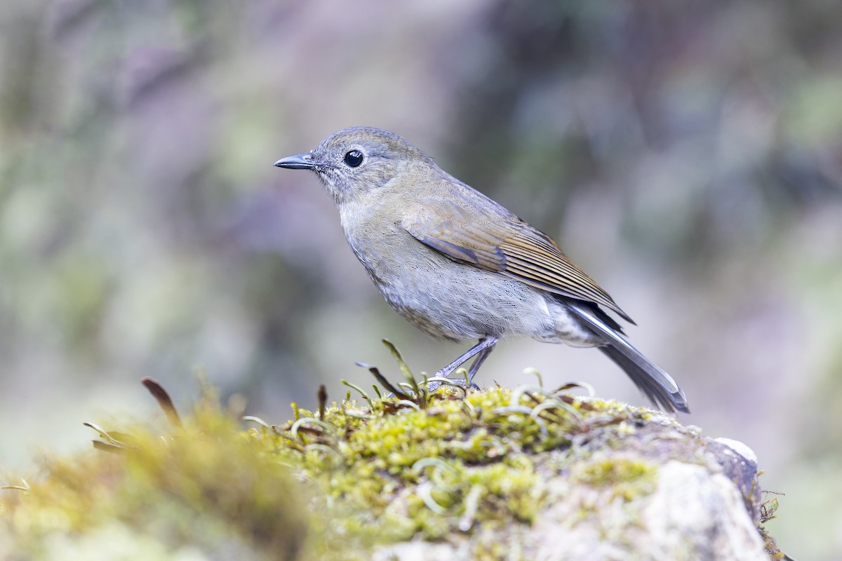 White-tailed Robin - ML620249175