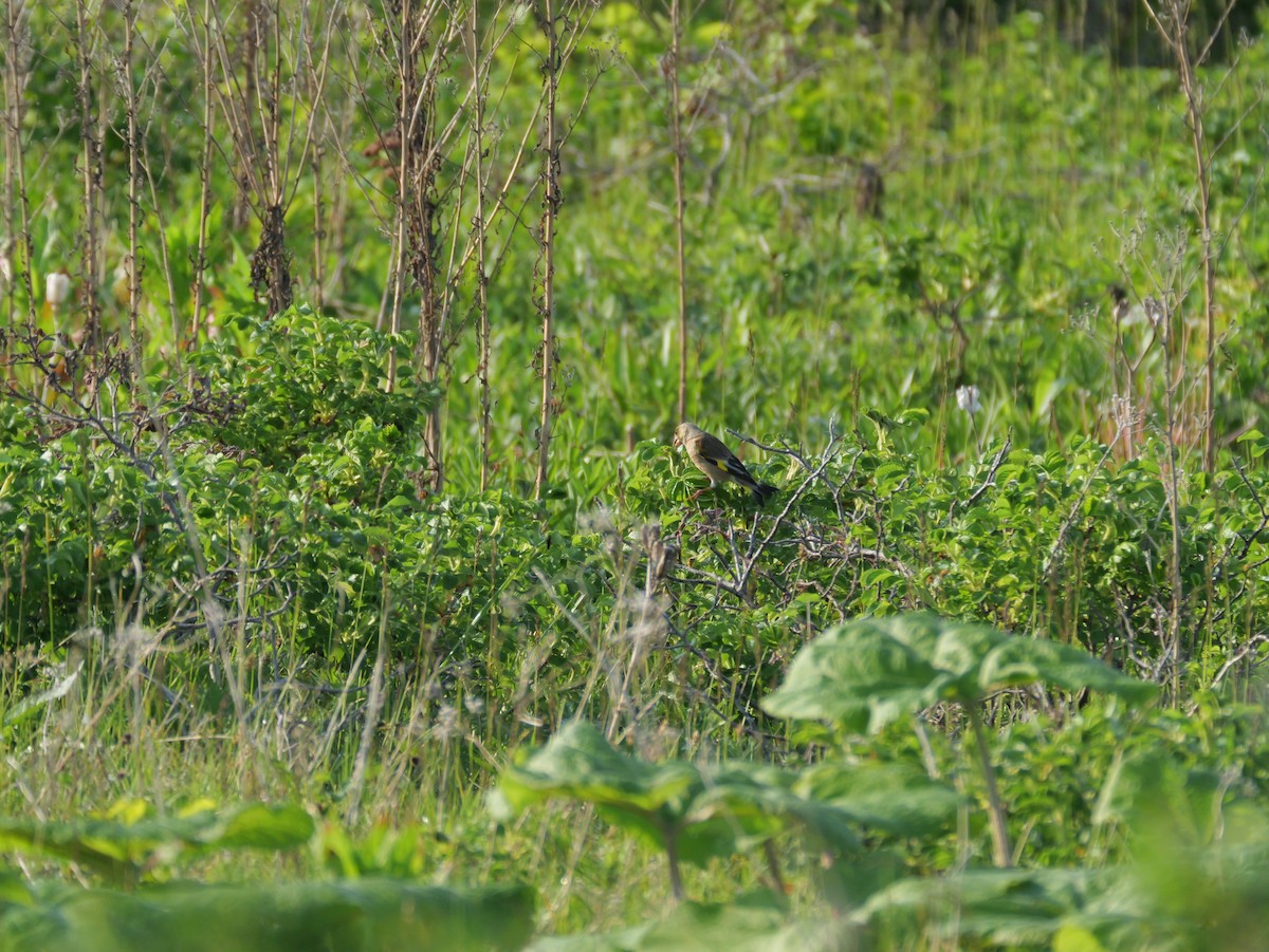 Oriental Greenfinch - ML620249178