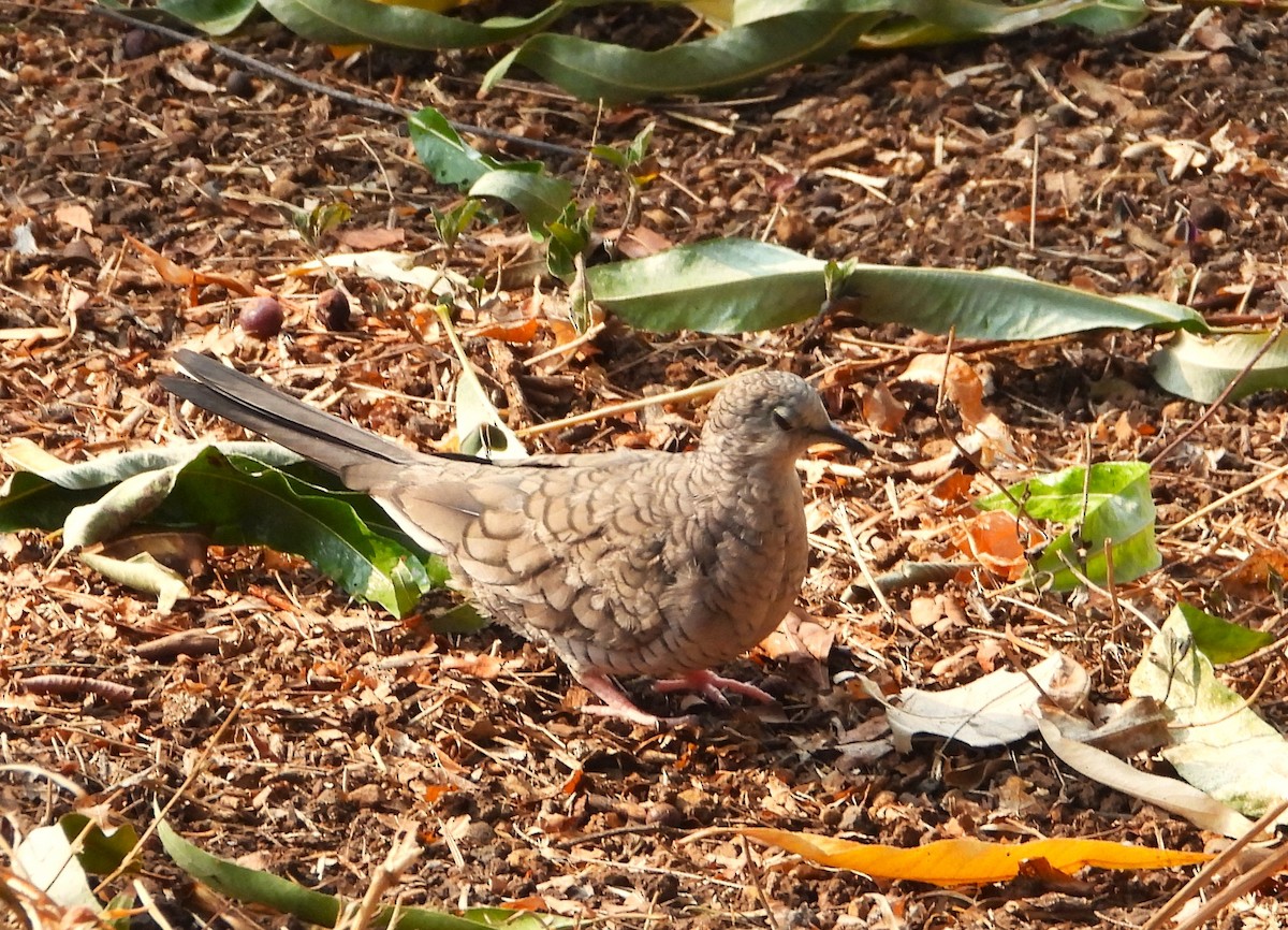 Inca Dove - ML620249185