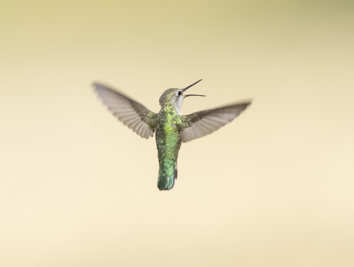 Anna's Hummingbird - ML620249187