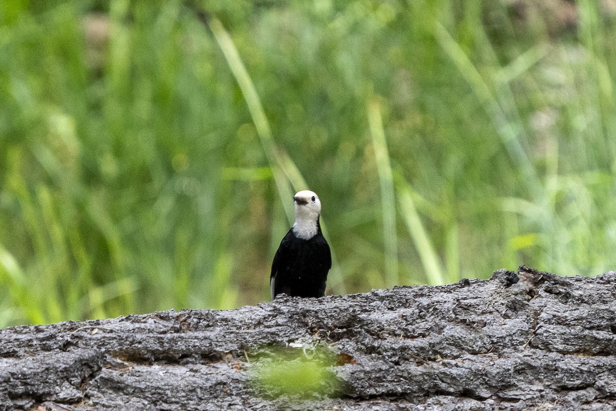 White-headed Woodpecker - ML620249192