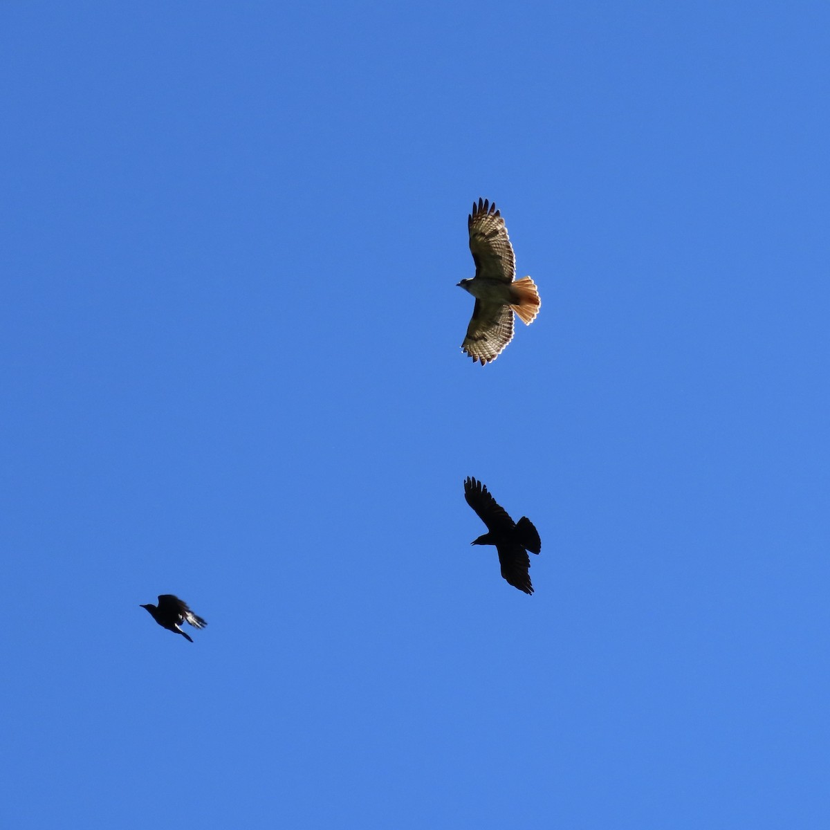 Red-tailed Hawk - Heidi Powers-Armstrong