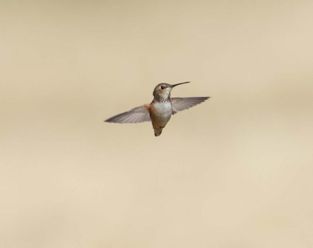 Allen's Hummingbird - ML620249194