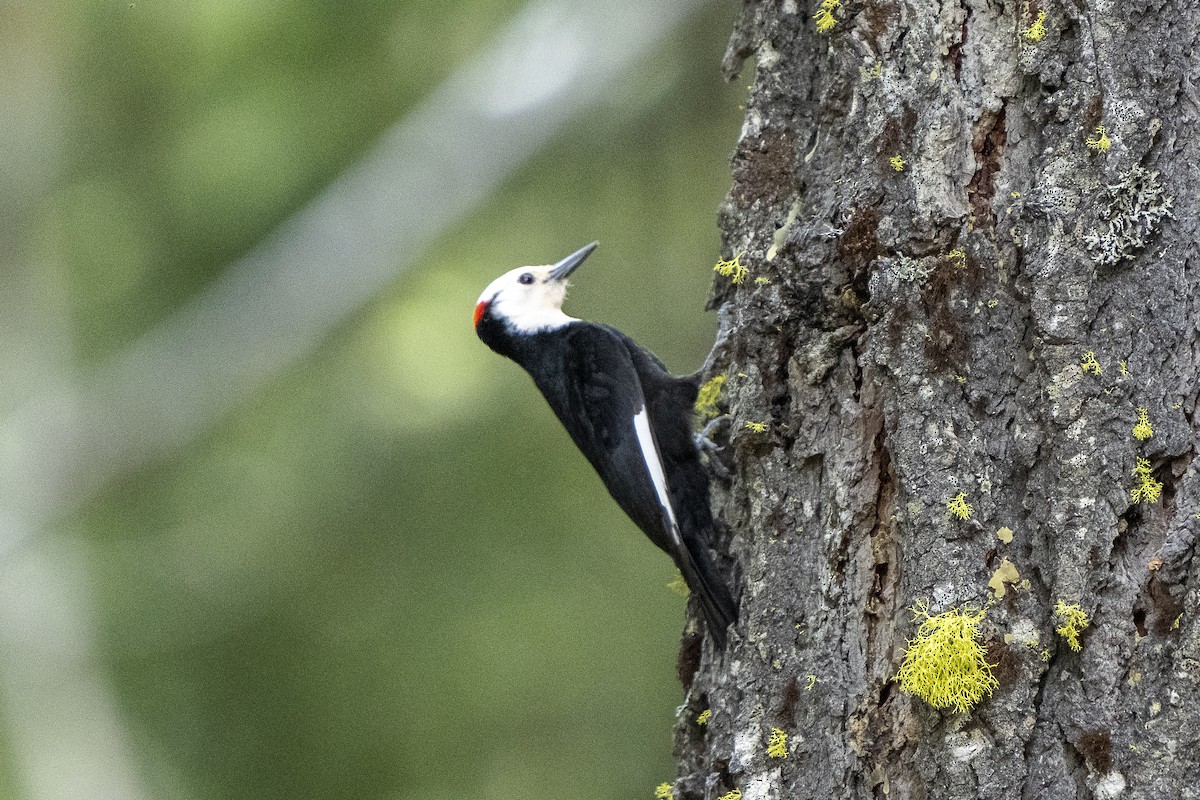 White-headed Woodpecker - ML620249195