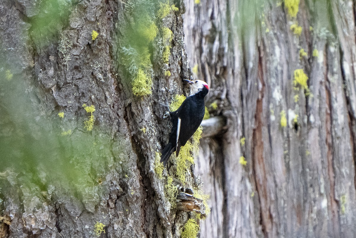White-headed Woodpecker - ML620249196