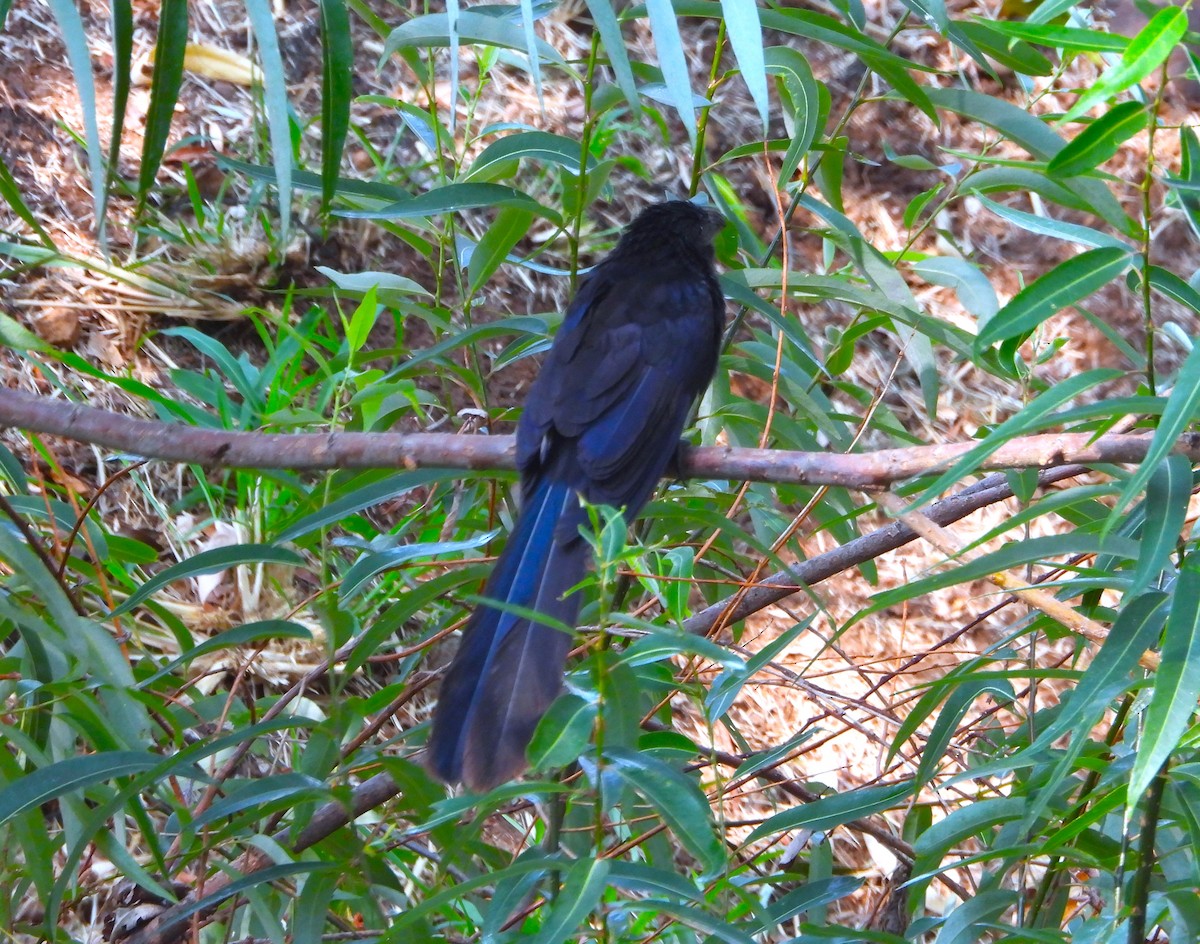 Groove-billed Ani - ML620249201