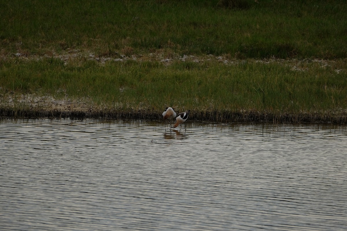 Avocette d'Amérique - ML620249210