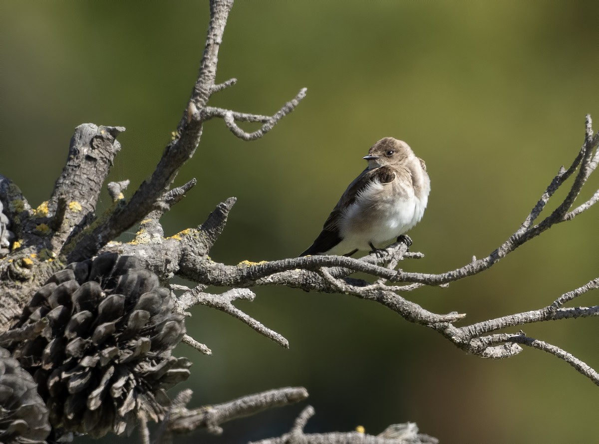 Northern Rough-winged Swallow - ML620249211