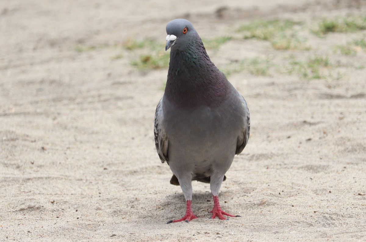 Rock Pigeon (Feral Pigeon) - ML620249212