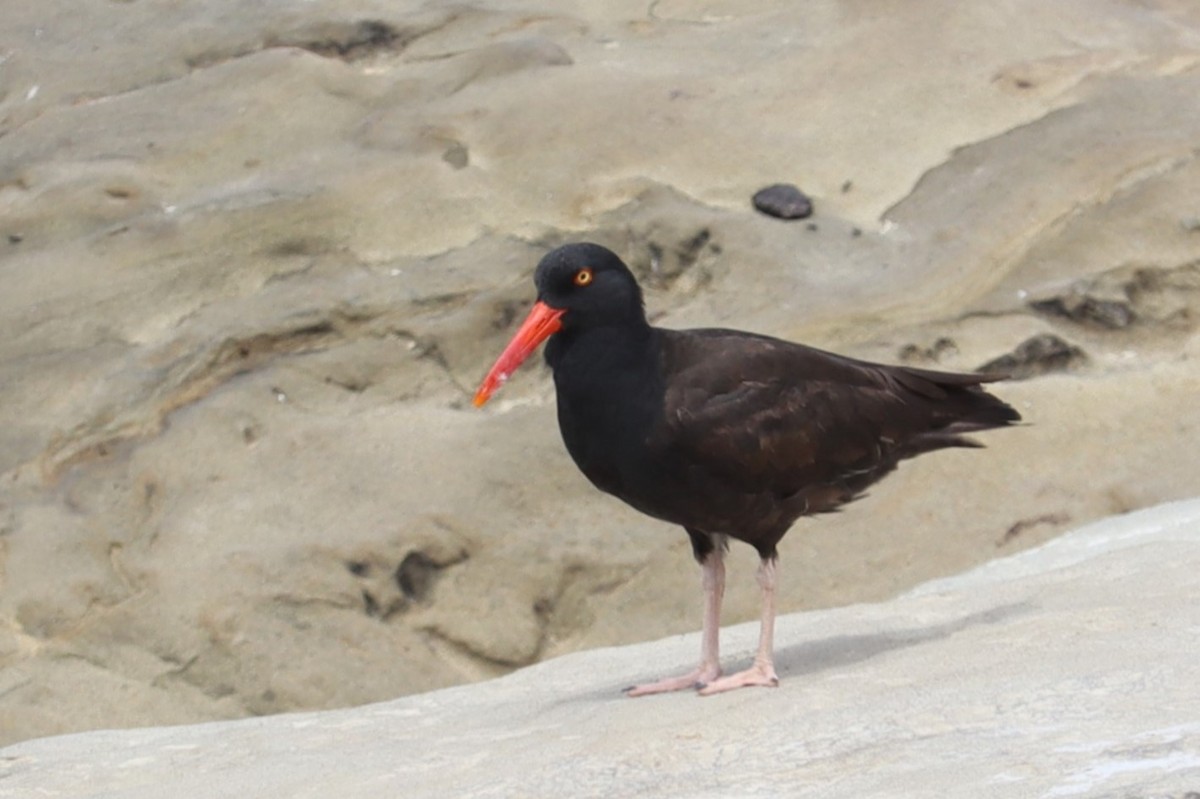 Black Oystercatcher - ML620249214