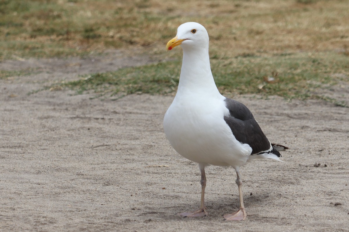 Western Gull - ML620249223