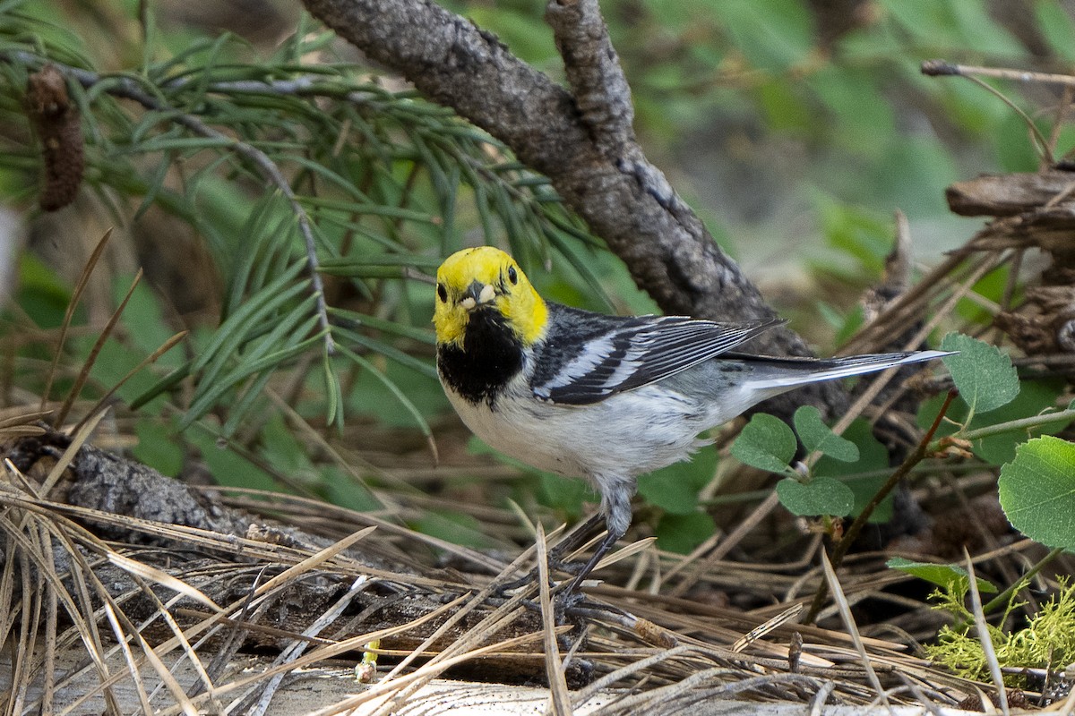 Hermit Warbler - ML620249233