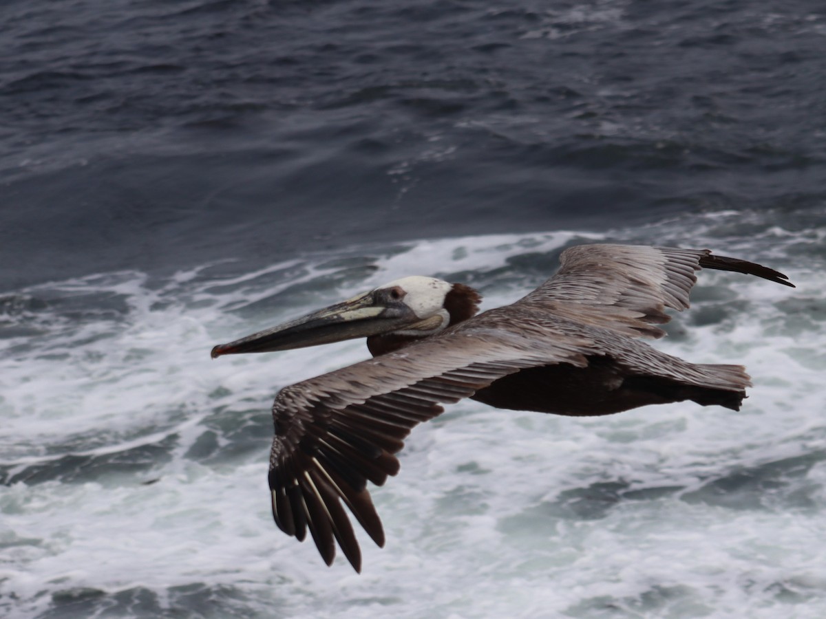 Brown Pelican - ML620249243