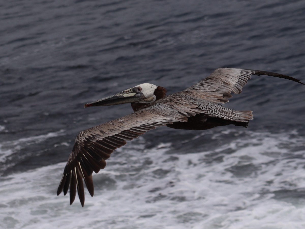 Brown Pelican - ML620249244