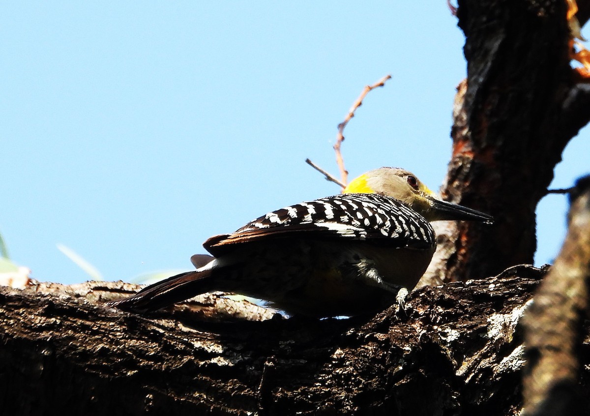 Golden-fronted Woodpecker - ML620249245