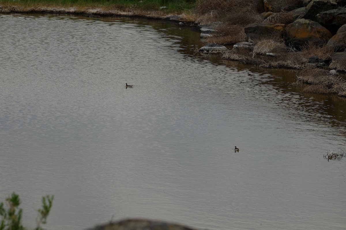 Wilson's Phalarope - ML620249260