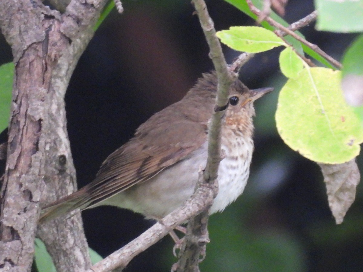 Swainson's Thrush (Russet-backed) - ML620249265