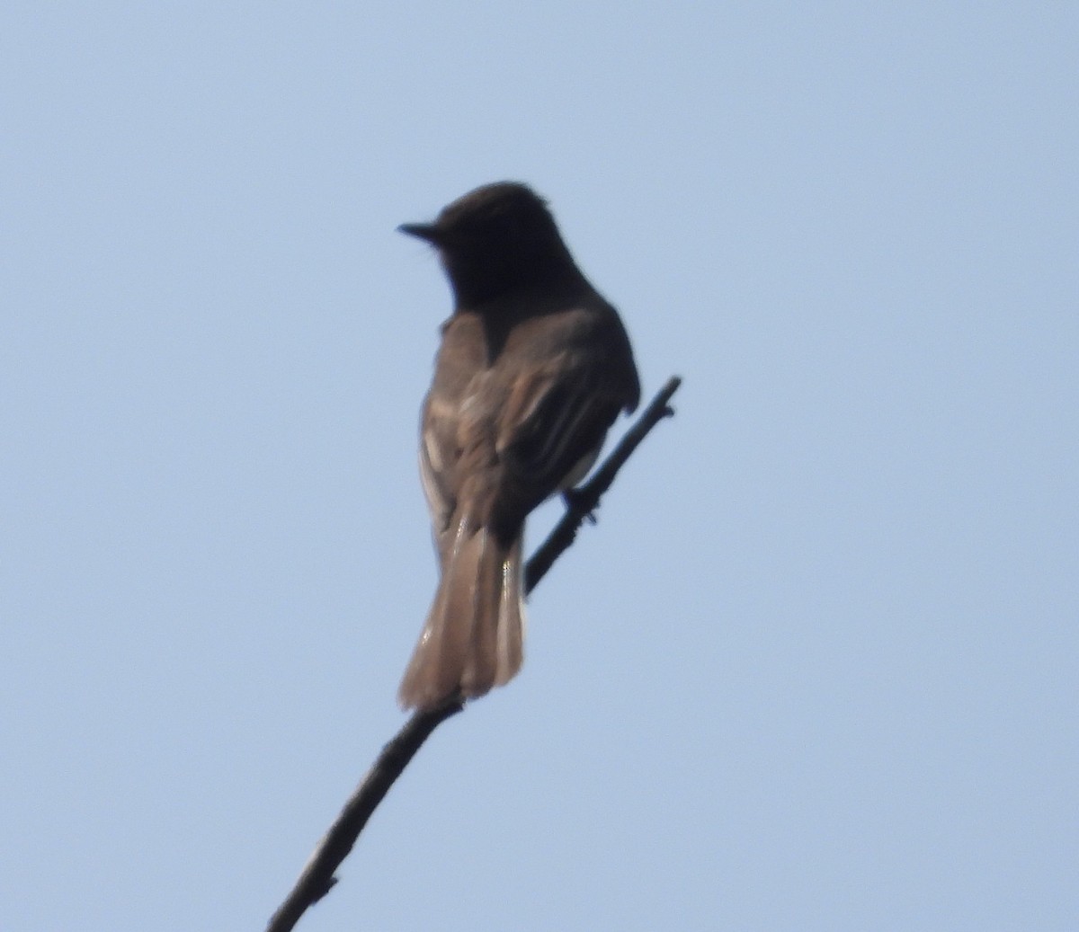 Black Phoebe - ML620249270