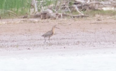 Short-billed/Long-billed Dowitcher - ML620249276