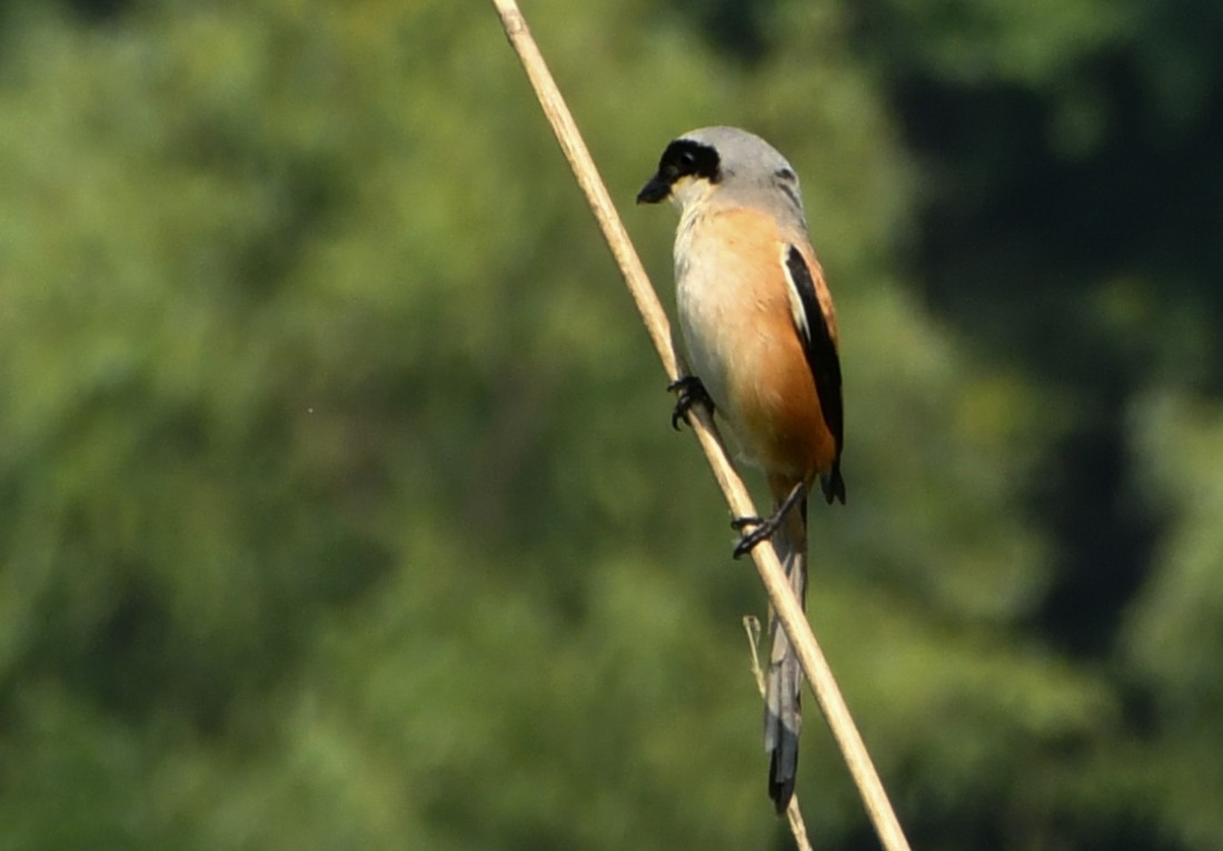 Long-tailed Shrike - ML620249279