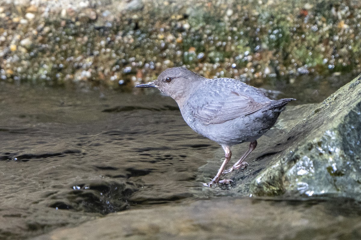 American Dipper - Steven Hunter