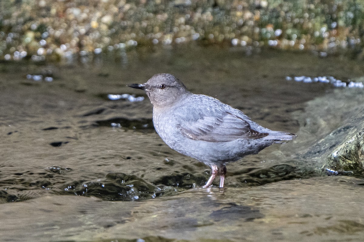 American Dipper - ML620249308