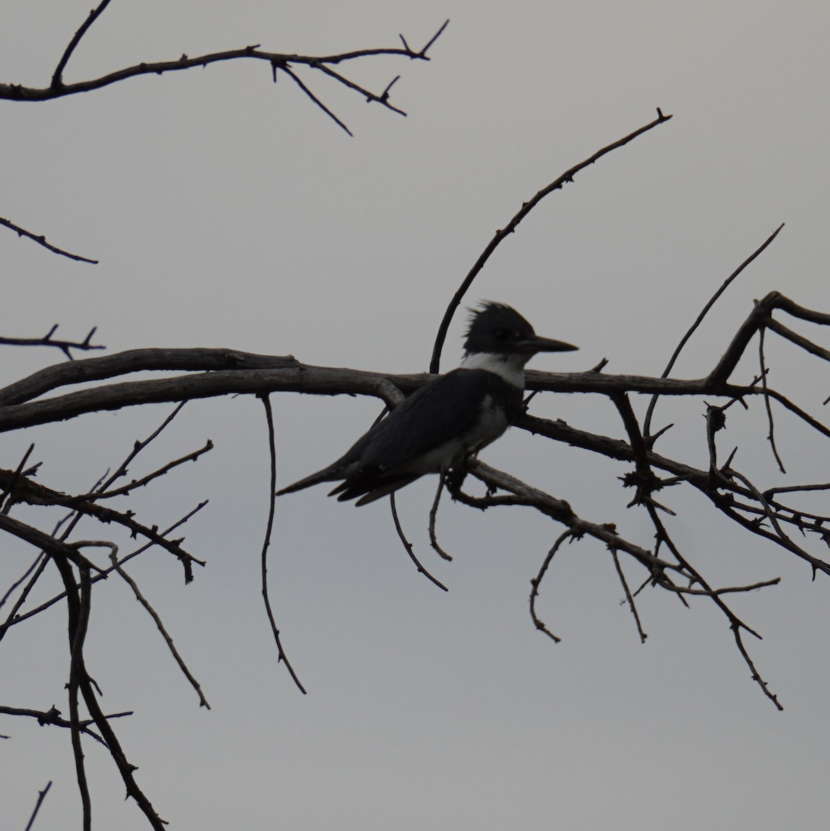 Belted Kingfisher - Matthew Mottern