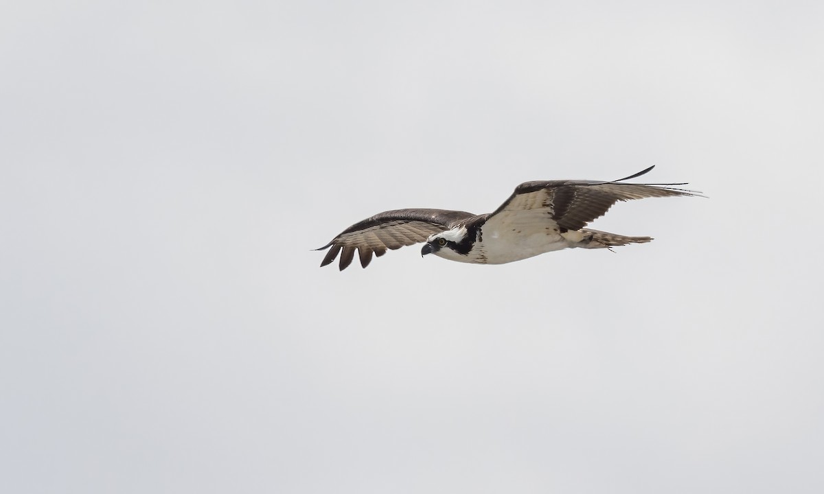 Osprey (carolinensis) - ML620249324