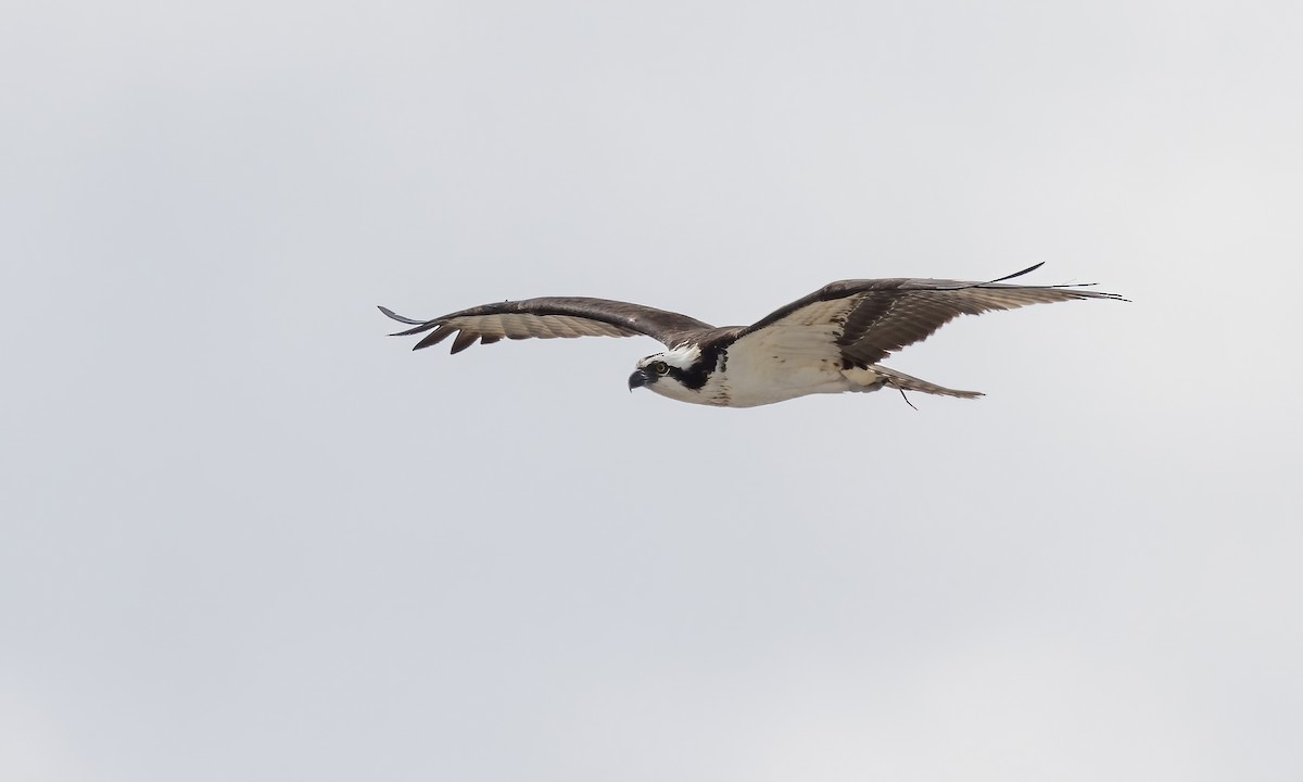 Águila Pescadora (carolinensis) - ML620249325