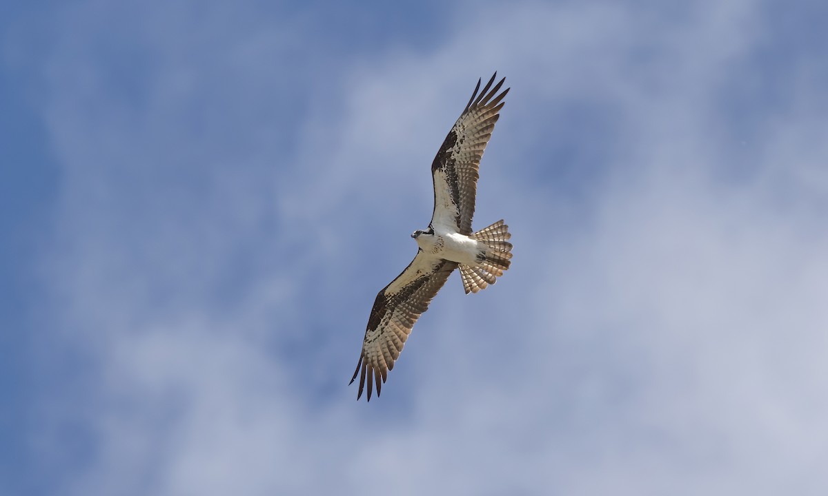 Águila Pescadora (carolinensis) - ML620249326