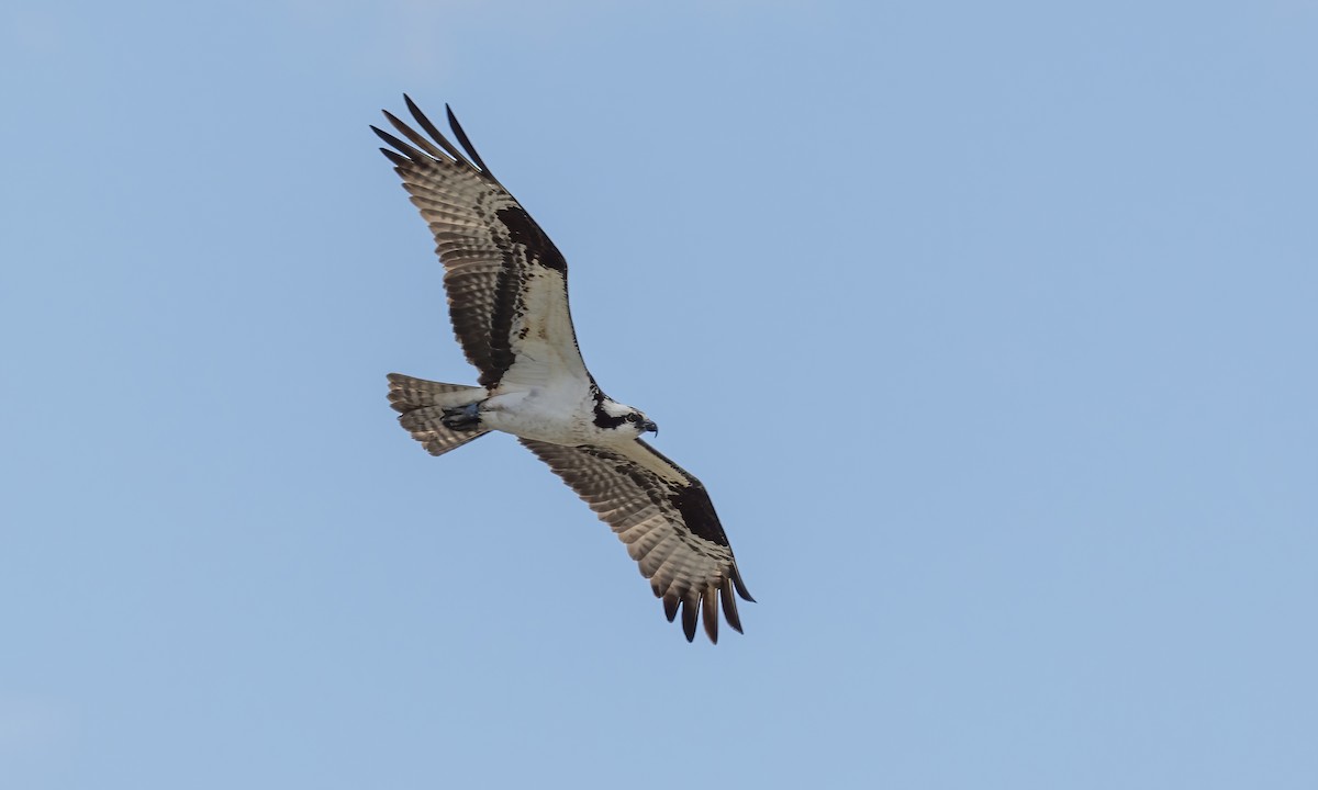 Águila Pescadora (carolinensis) - ML620249327