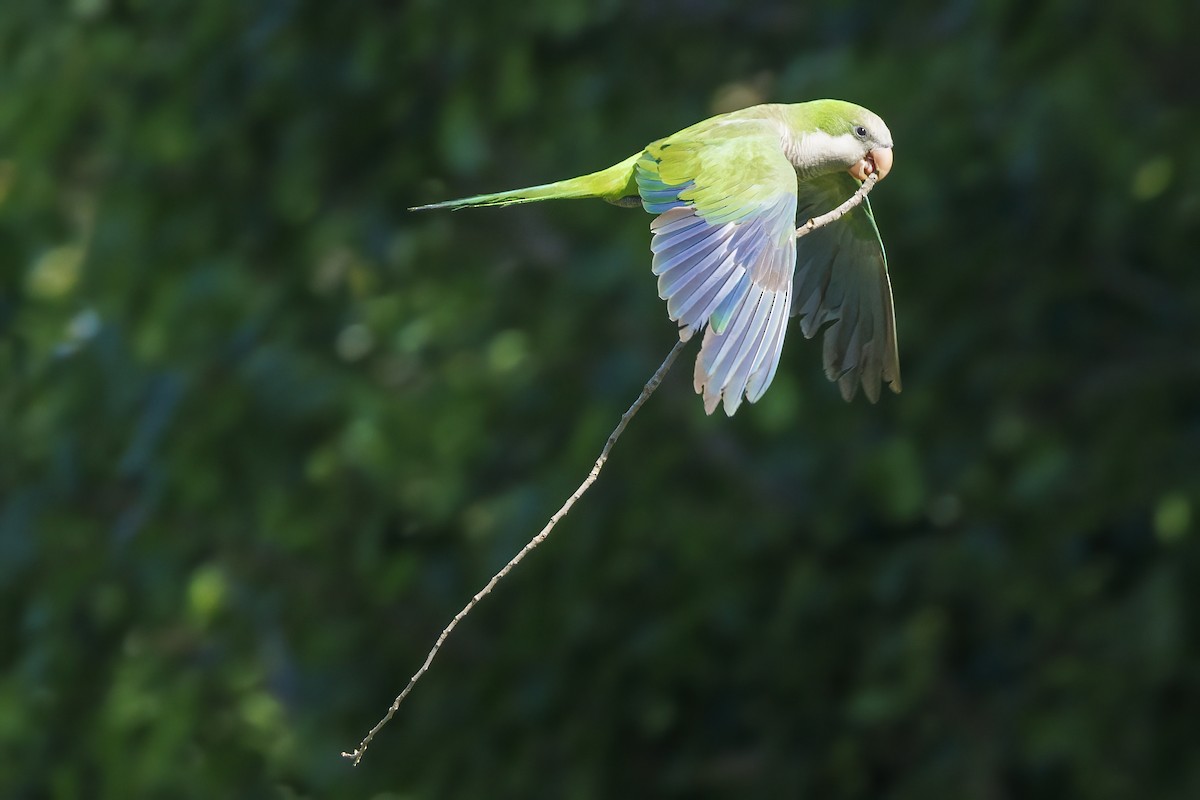 Monk Parakeet - ML620249338