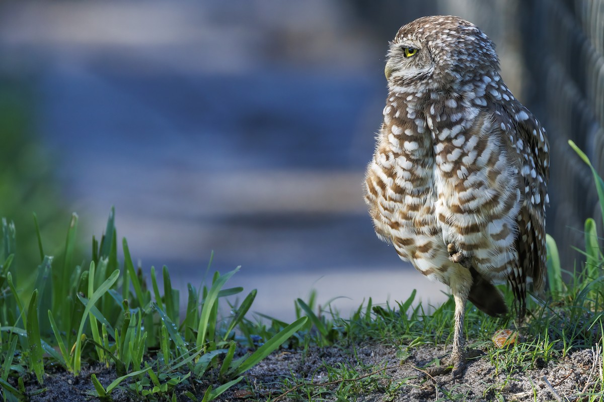 Burrowing Owl - ML620249340