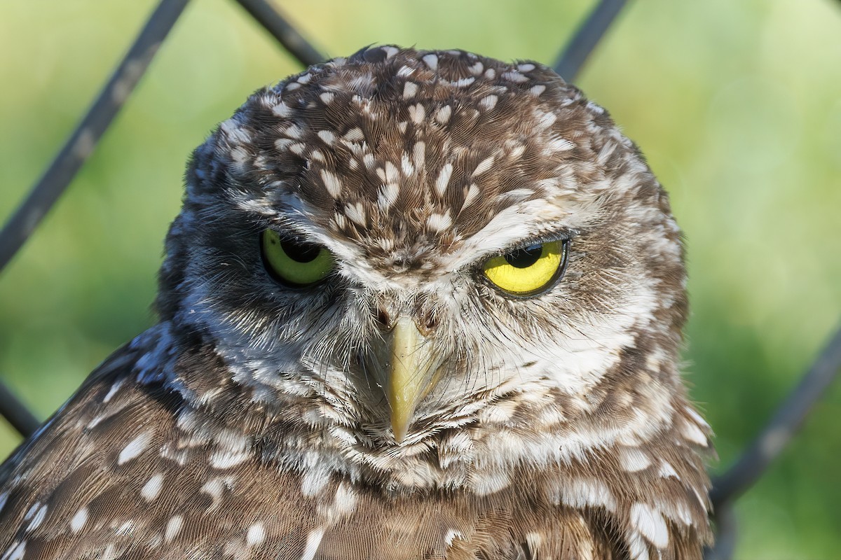 Burrowing Owl - ML620249341