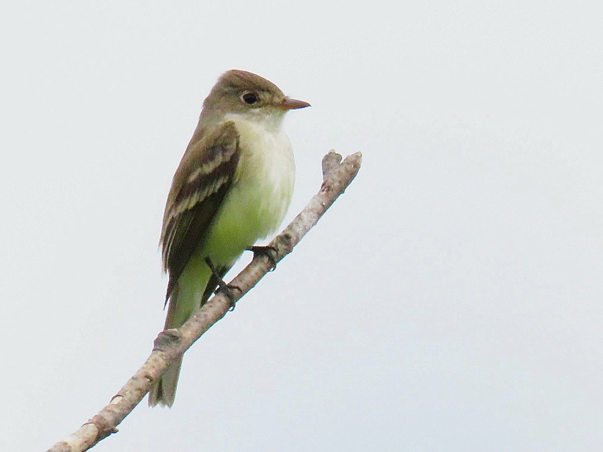 Willow Flycatcher - ML620249342
