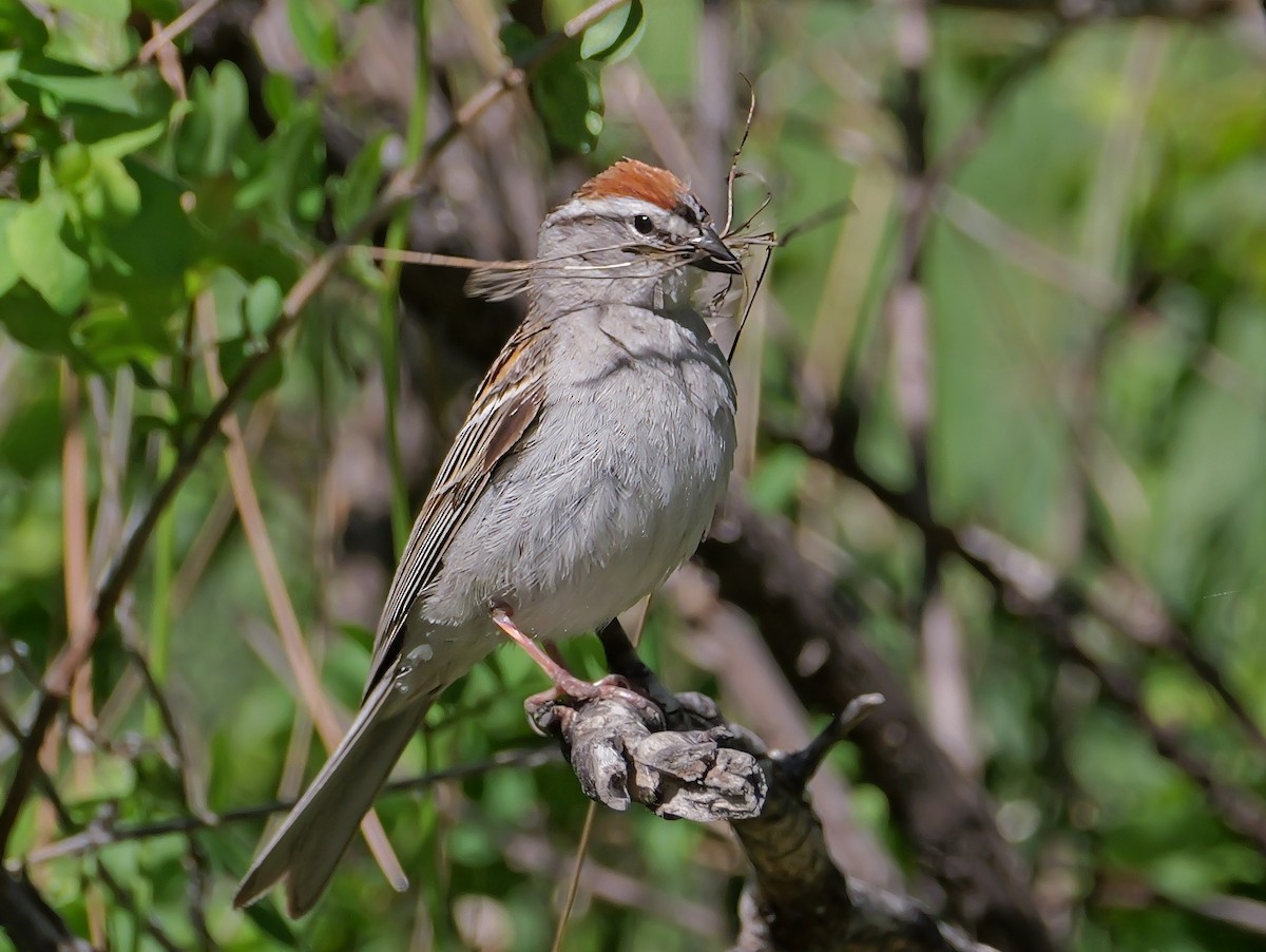 Chipping Sparrow - ML620249345