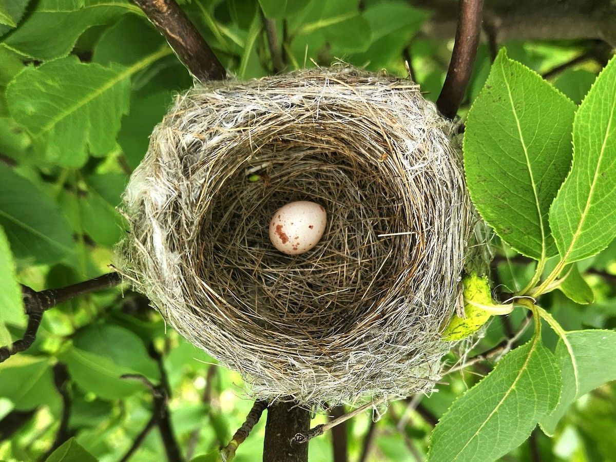 Willow Flycatcher - ML620249347
