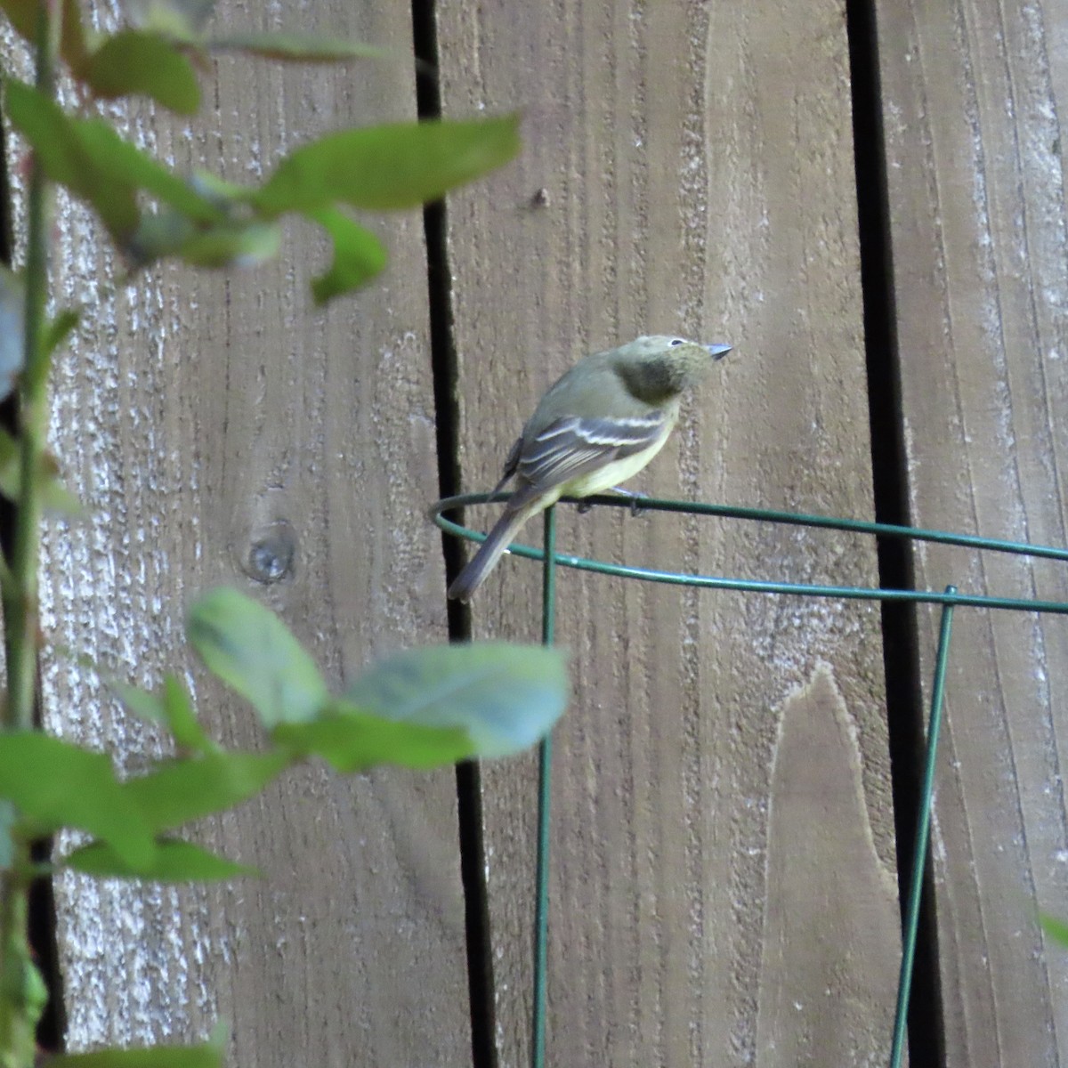 Western Flycatcher - ML620249361