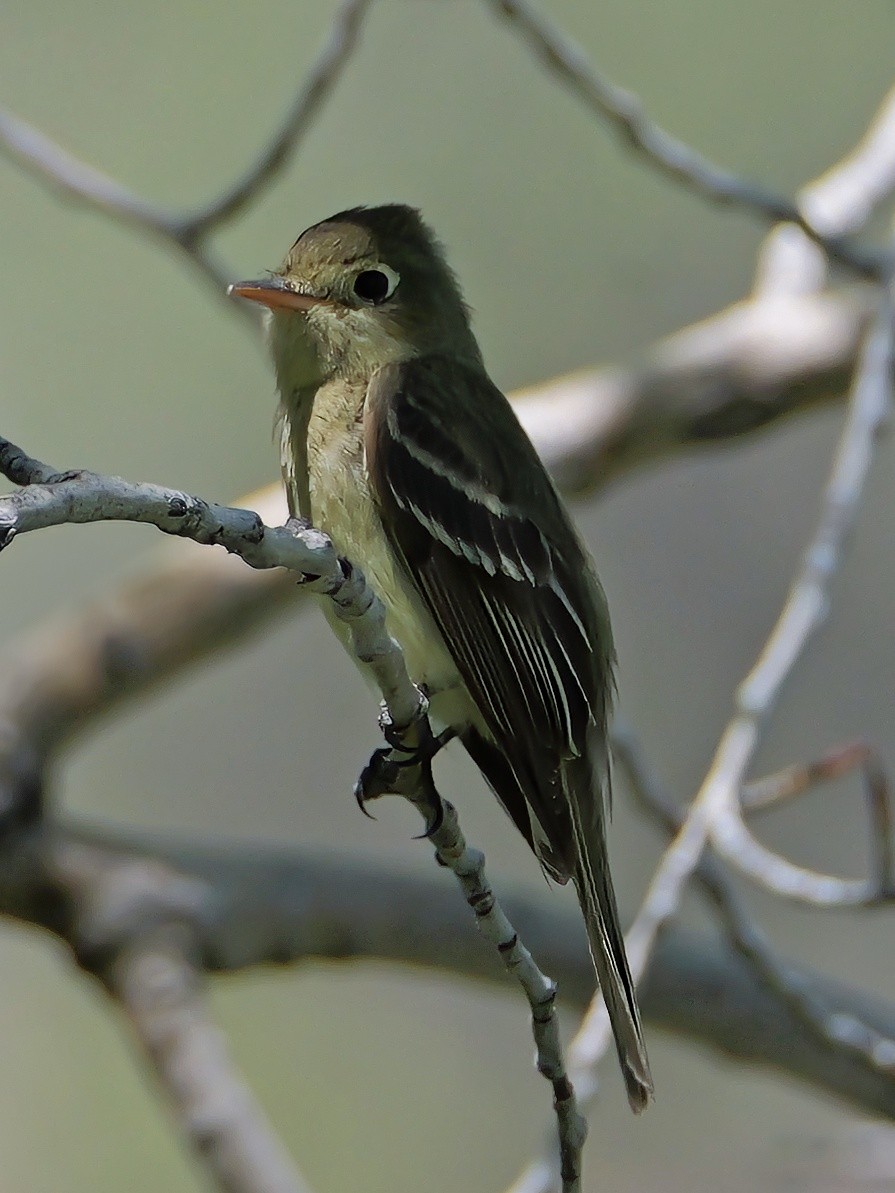 Western Flycatcher - ML620249365