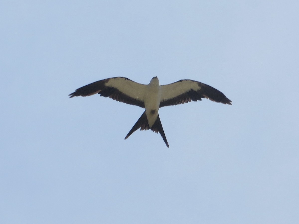 Swallow-tailed Kite - ML620249368
