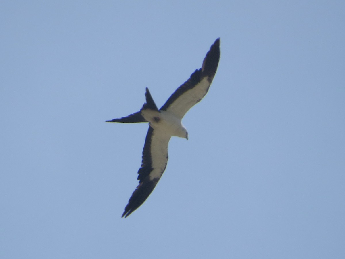 Swallow-tailed Kite - ML620249369