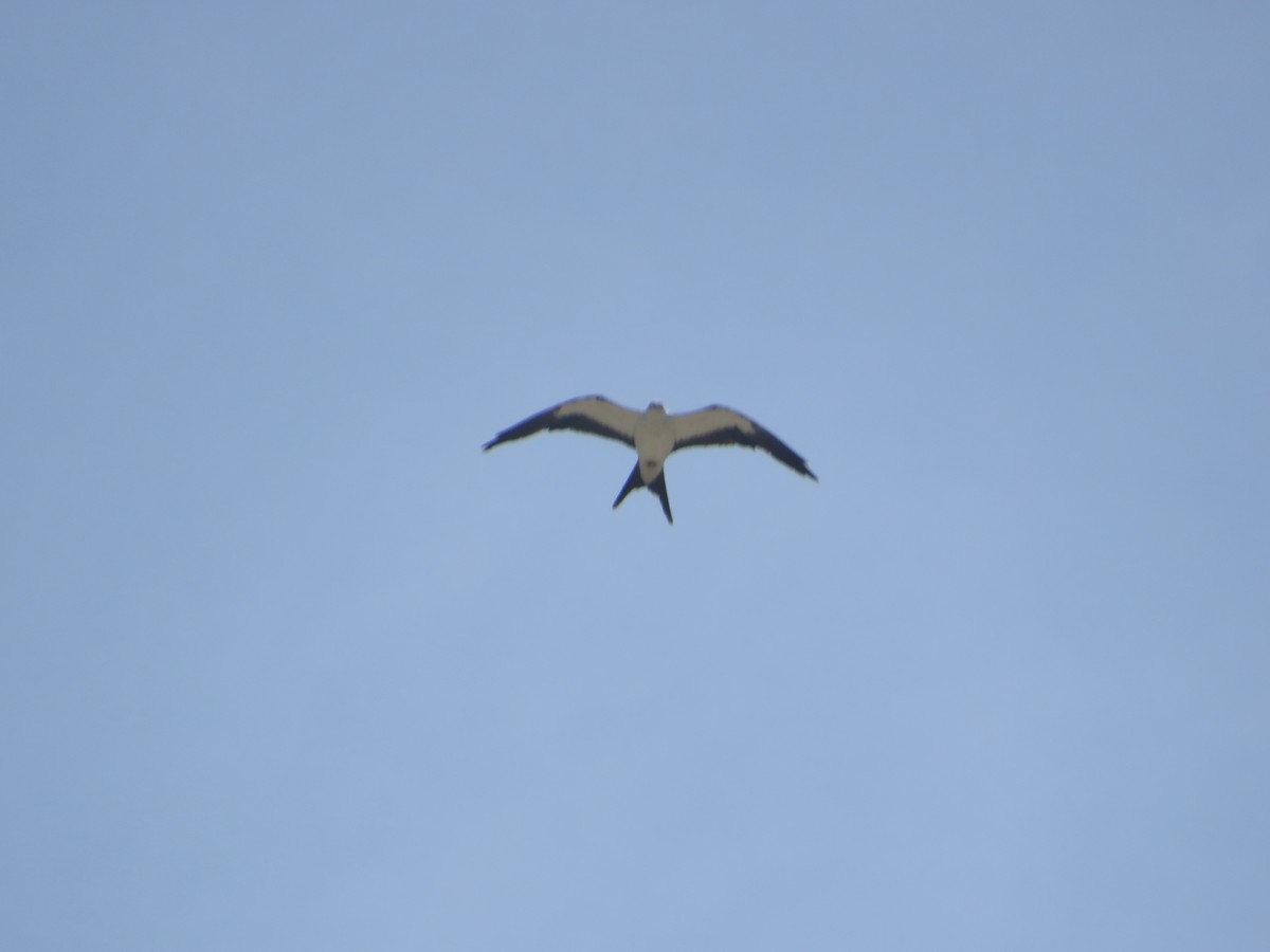 Swallow-tailed Kite - ML620249370