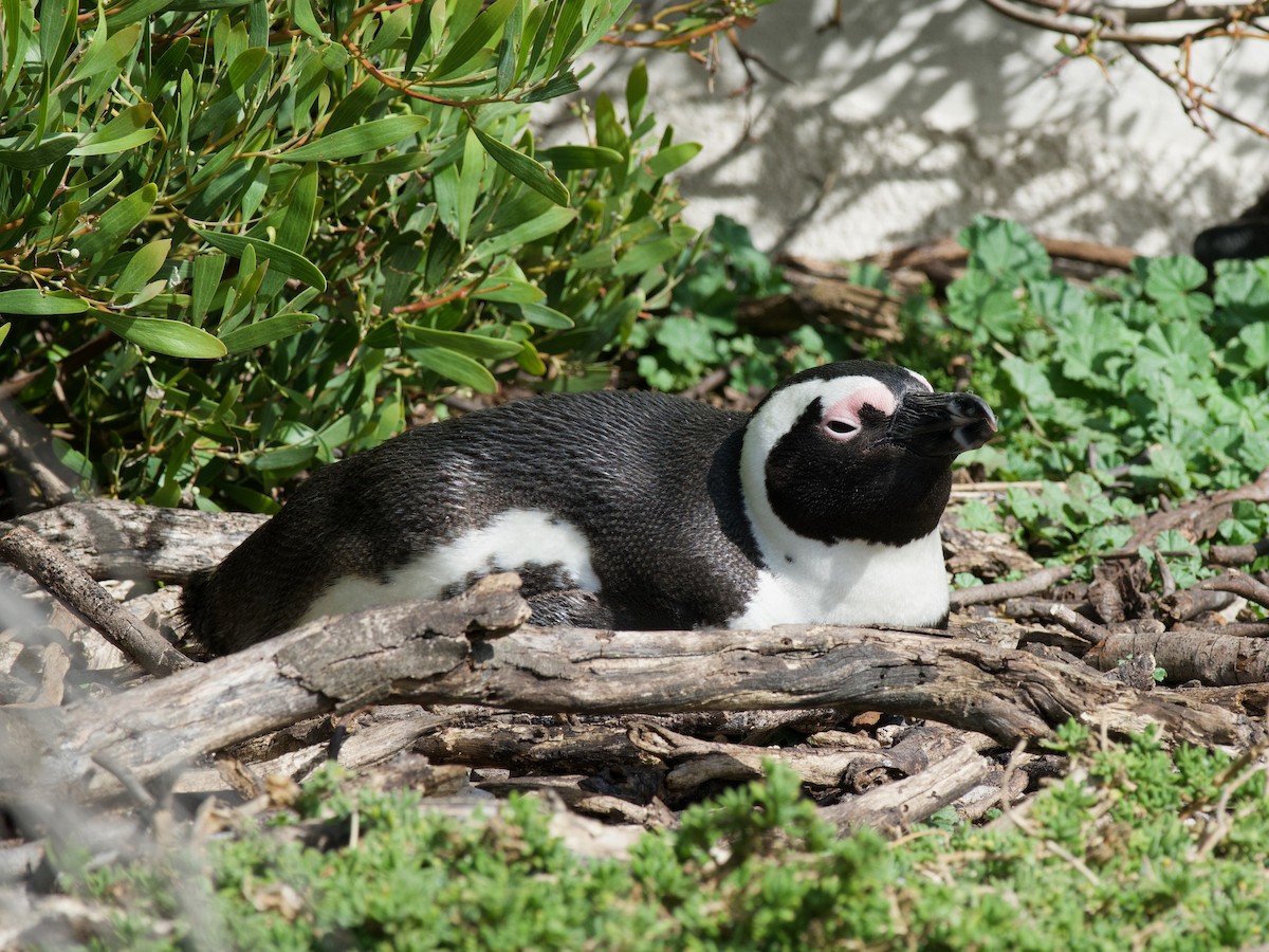 Pingüino de El Cabo - ML620249383