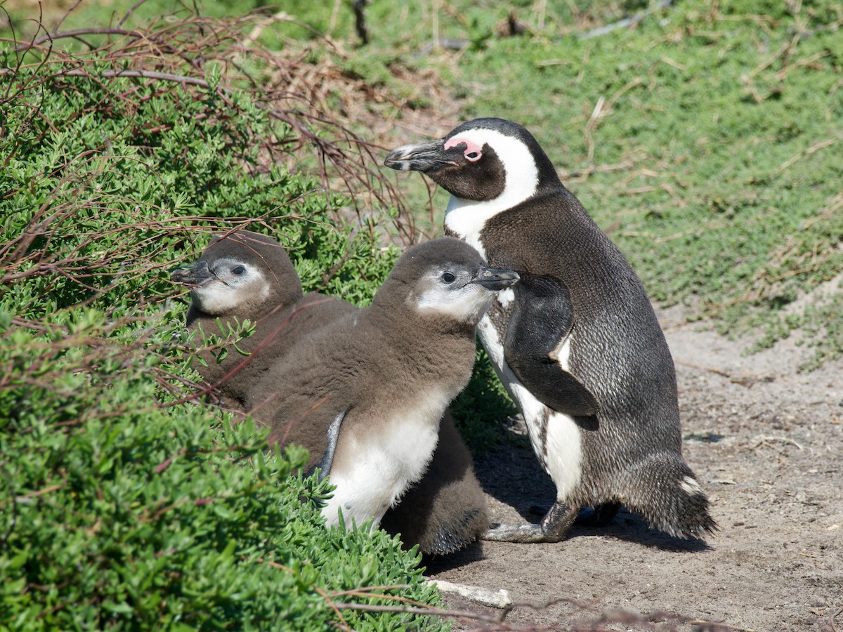 Pingüino de El Cabo - ML620249384